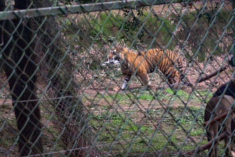 飞天猫惹麻老虎 一场恶斗立刻上演
